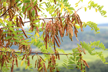 25 Flowering BLACK LOCUST TREE (Yellow Locust / False Acacia) Robinia Pseudoacacia Seeds